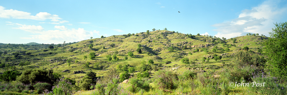 Easter Sierra Foothills with Flying Bird